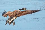 Landing Gear Down_26057